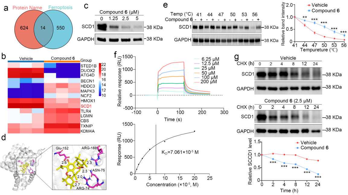 圖2 天然產(chǎn)物6抗奧希替尼耐藥非小細(xì)胞肺癌的作用機(jī)制